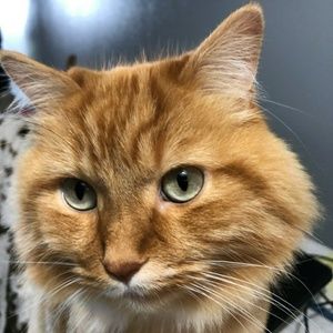 Meet your Posher, Hélène